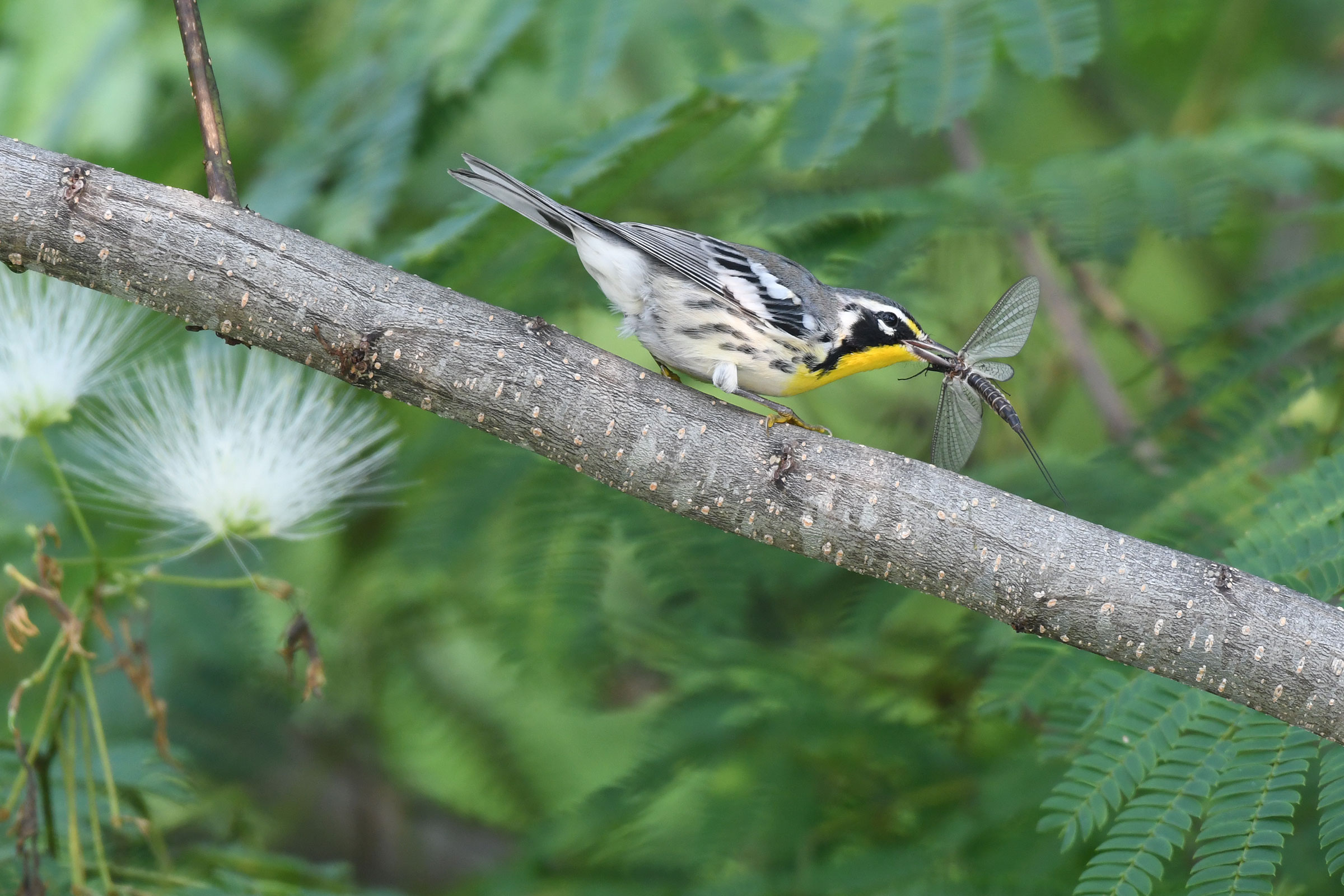 Yellow-throated Warbler - With a large bug!, photo by Daniel Bailey