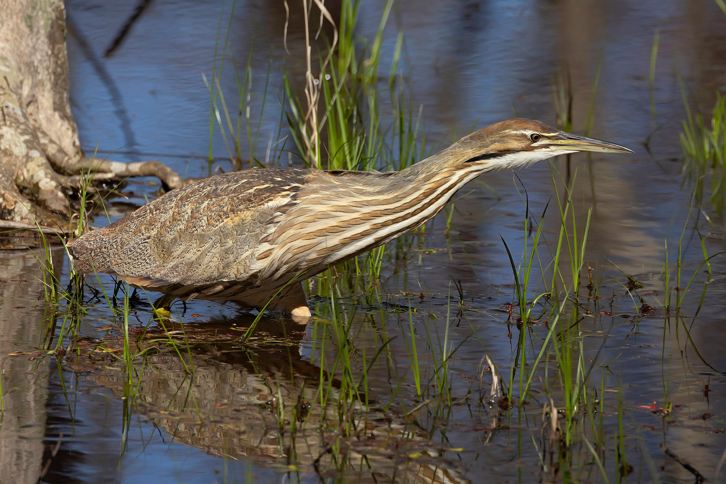 American Bittern - Adult, photo by Terry Moore