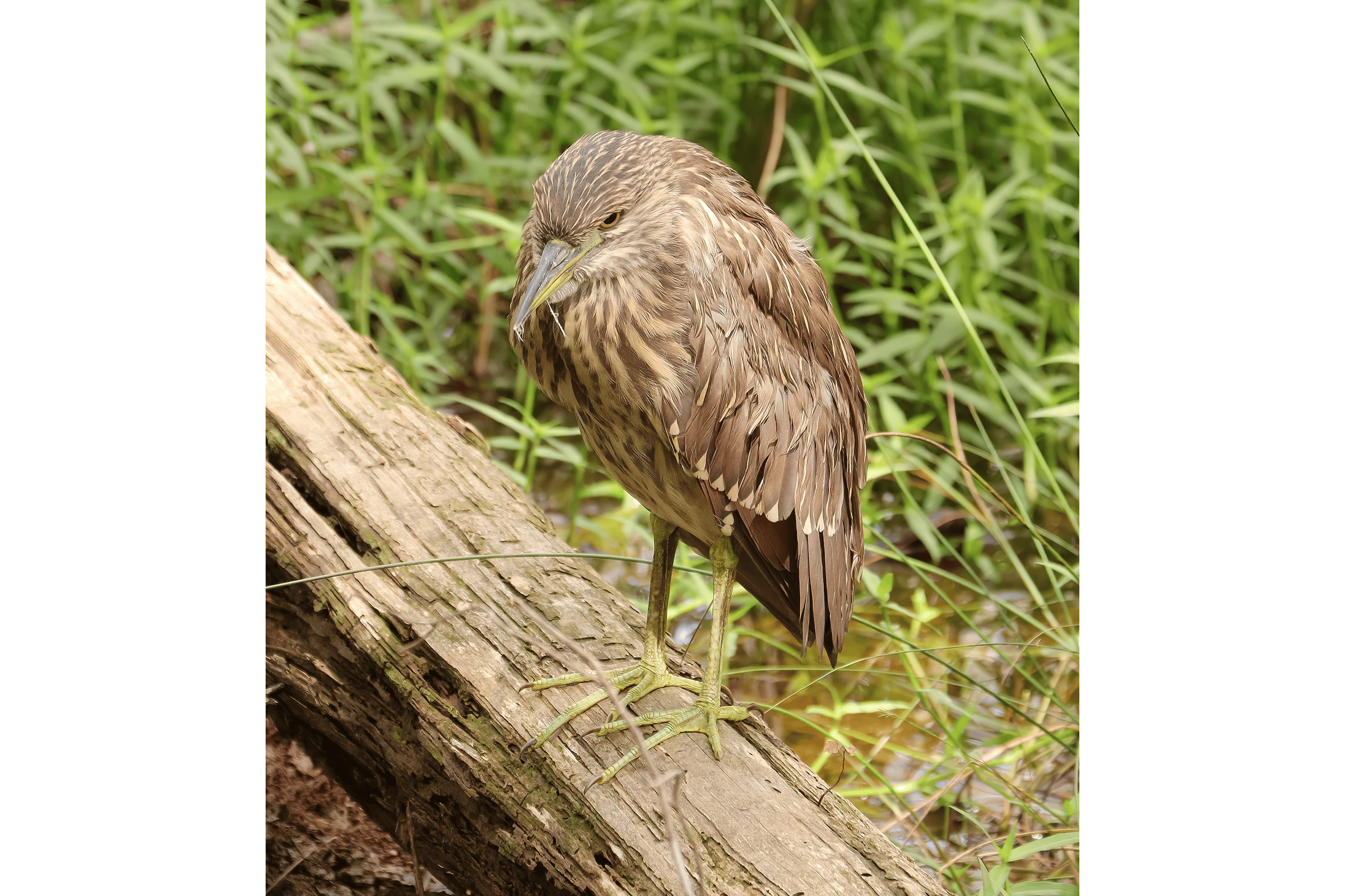 Black-crowned Night Heron - Immature, photo by Deborah Humphries