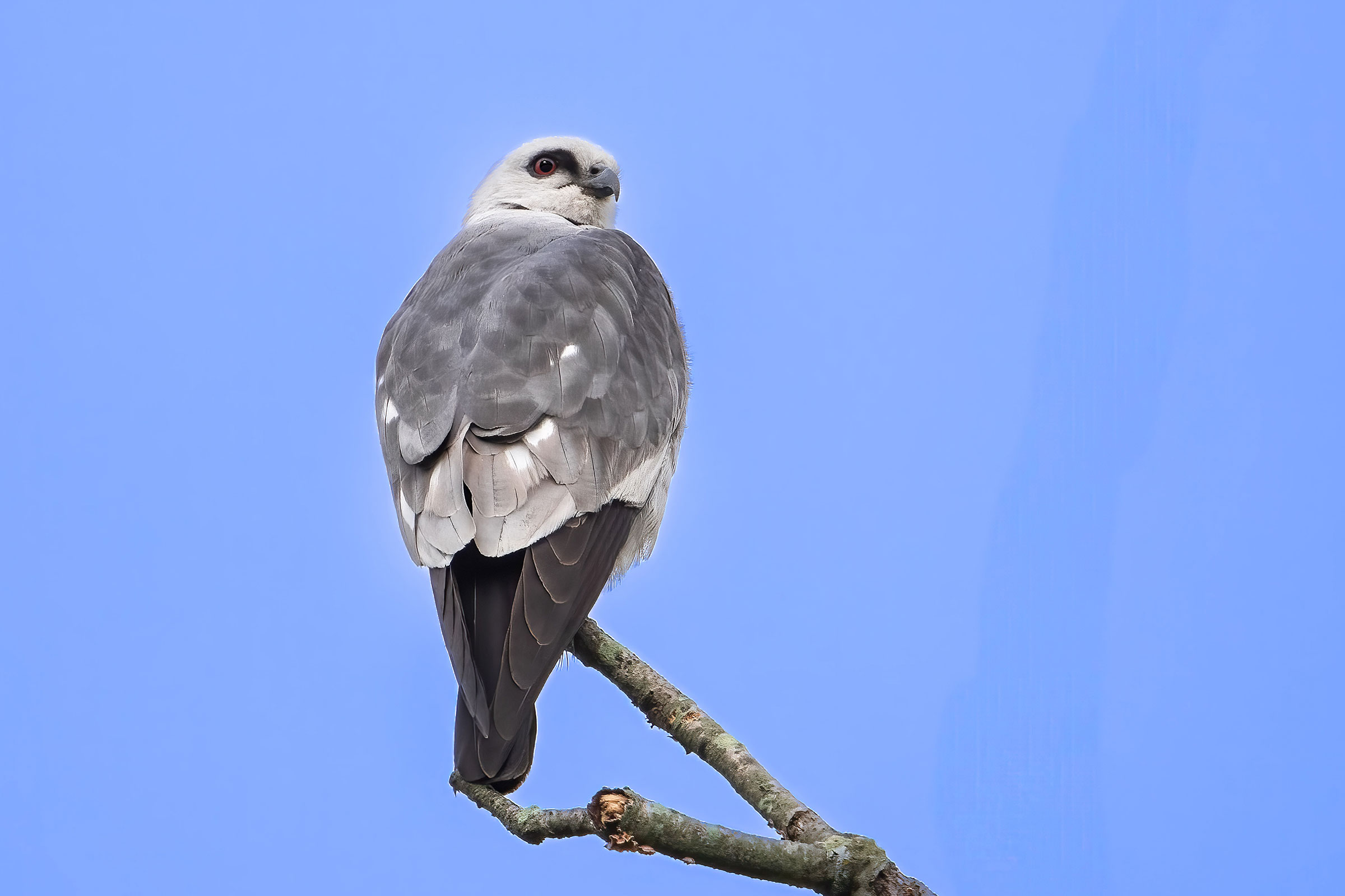Mississippi Kite - Adult, photo by Brian Smith