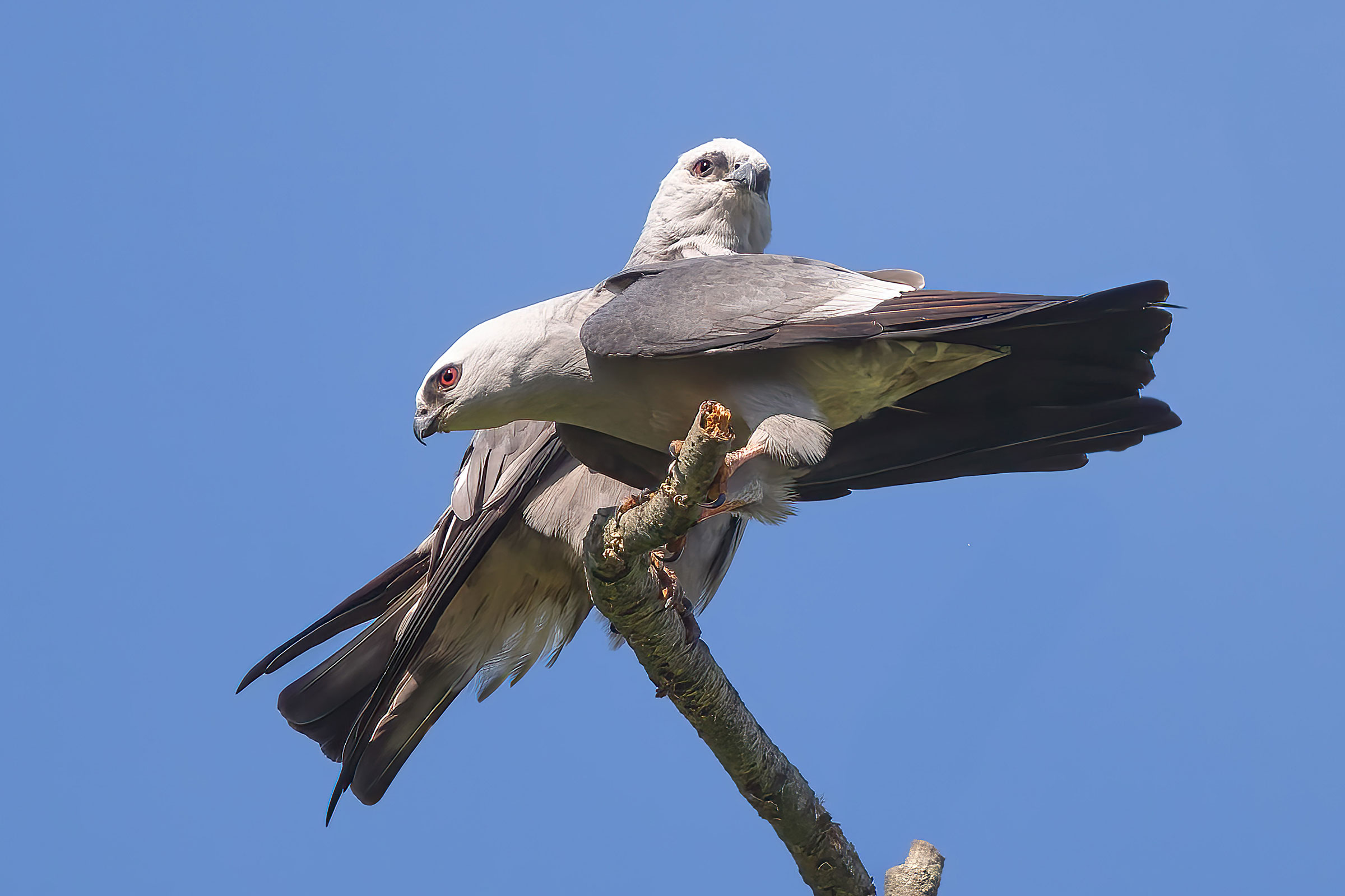 Mississippi Kite - Pair, photo by Brian Smith