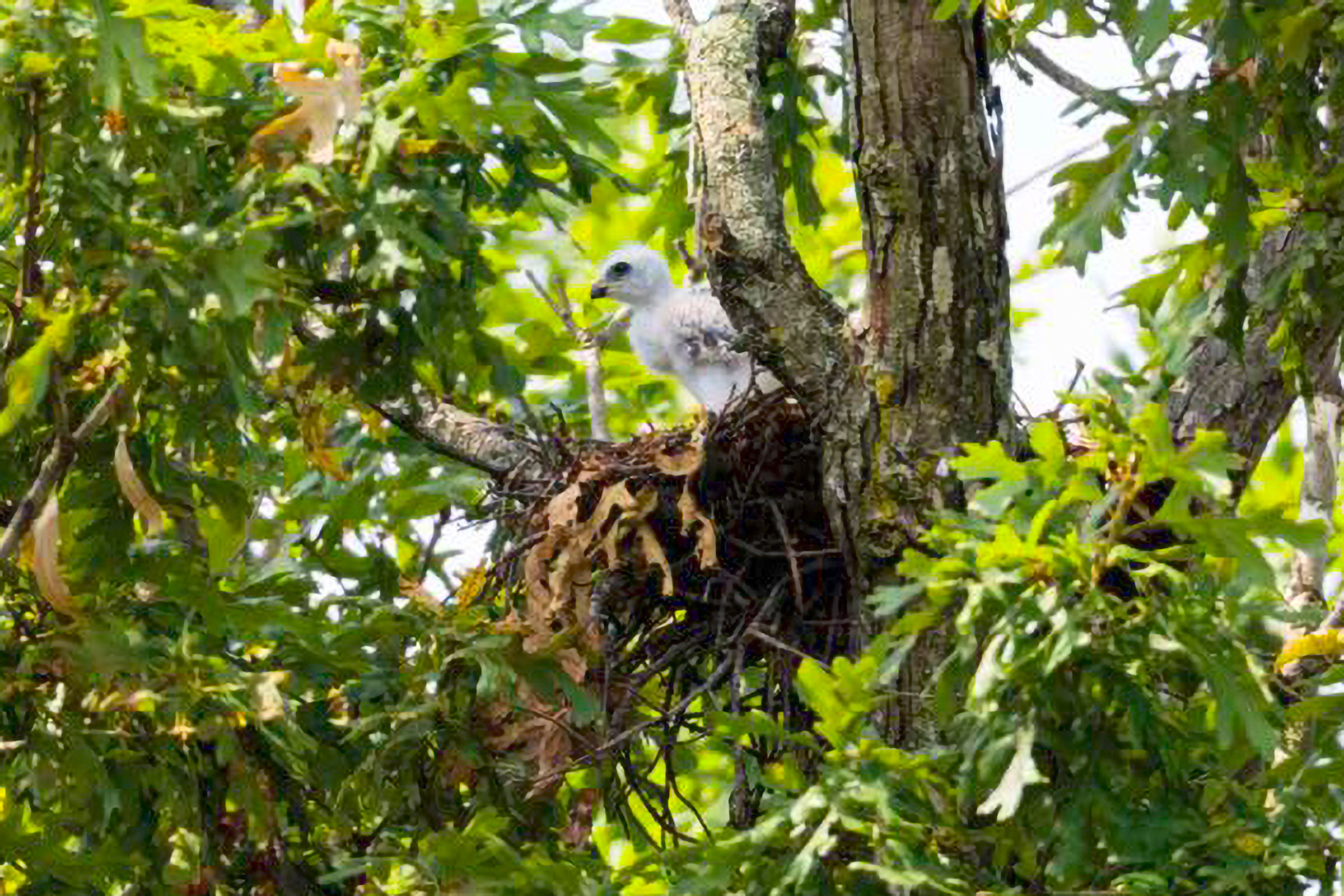 Mississippi Kite - Nestling, photo by Antonio Quezon