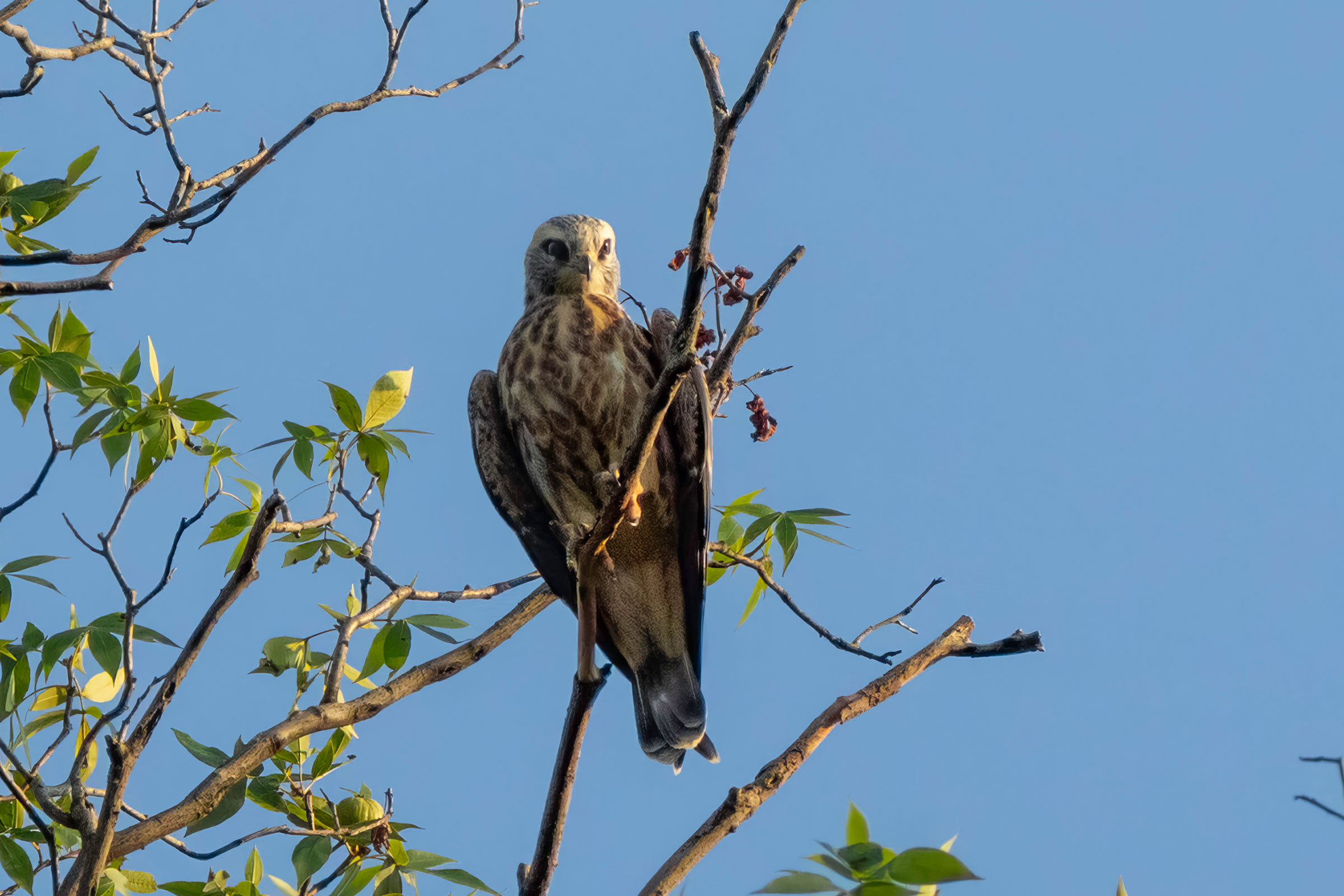 Mississippi Kite - Immature, photo by Todd Kiraly
