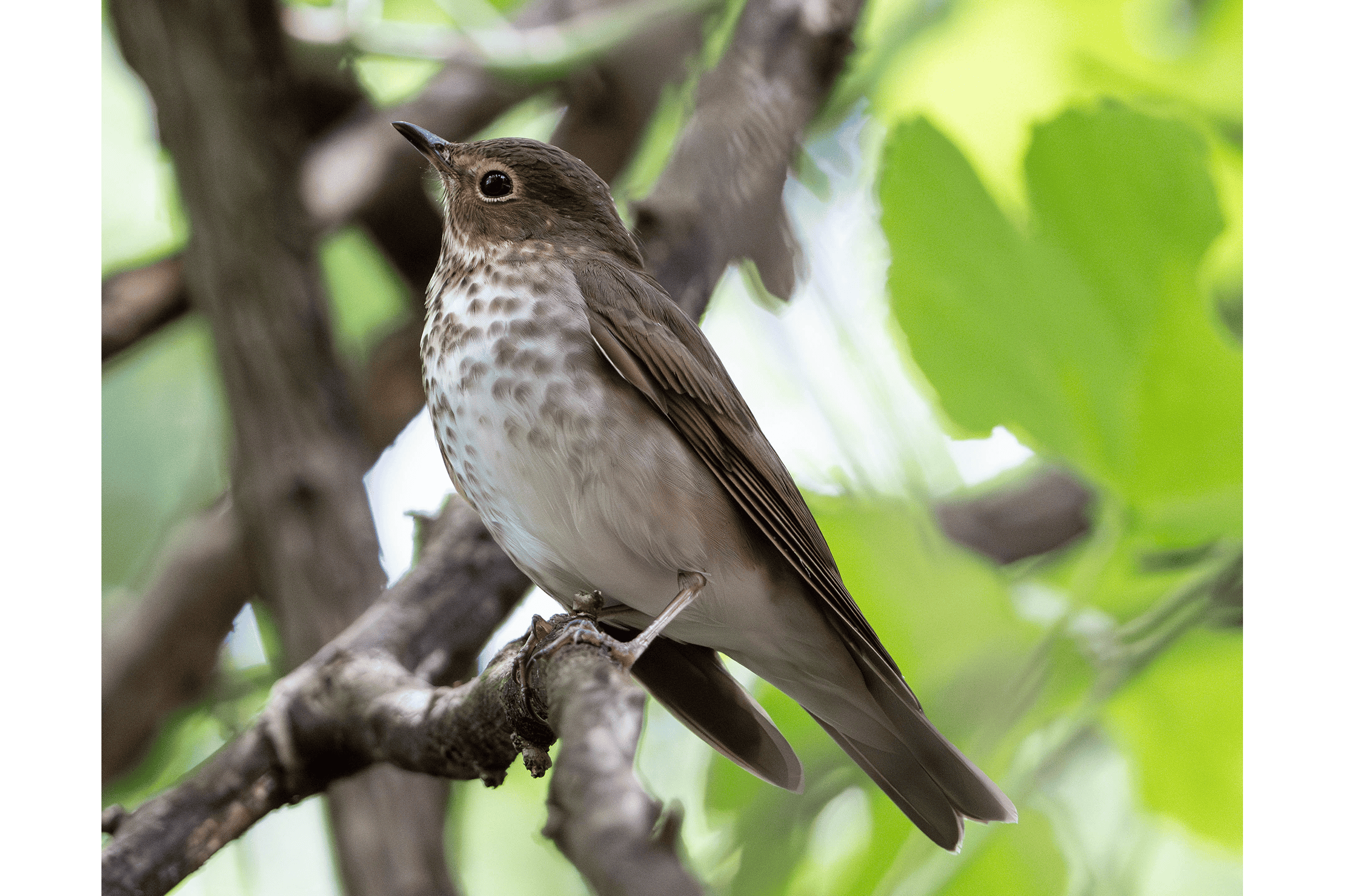 Swainson's Thrush - Adult, photo by MC Miguez