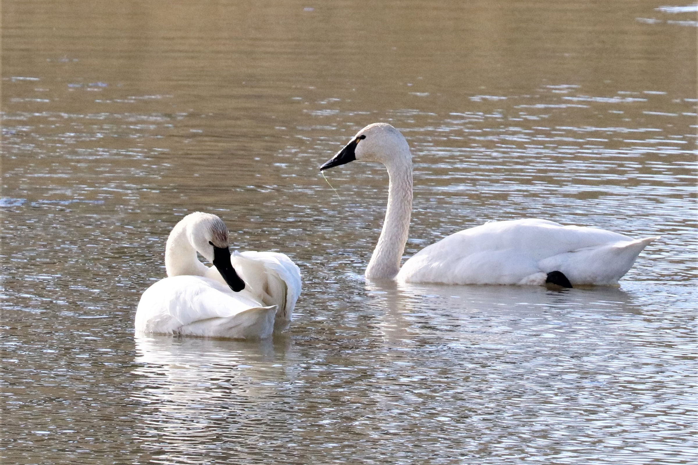 Trumpeter Swan - Adults, photo by Valda Garber-Weider