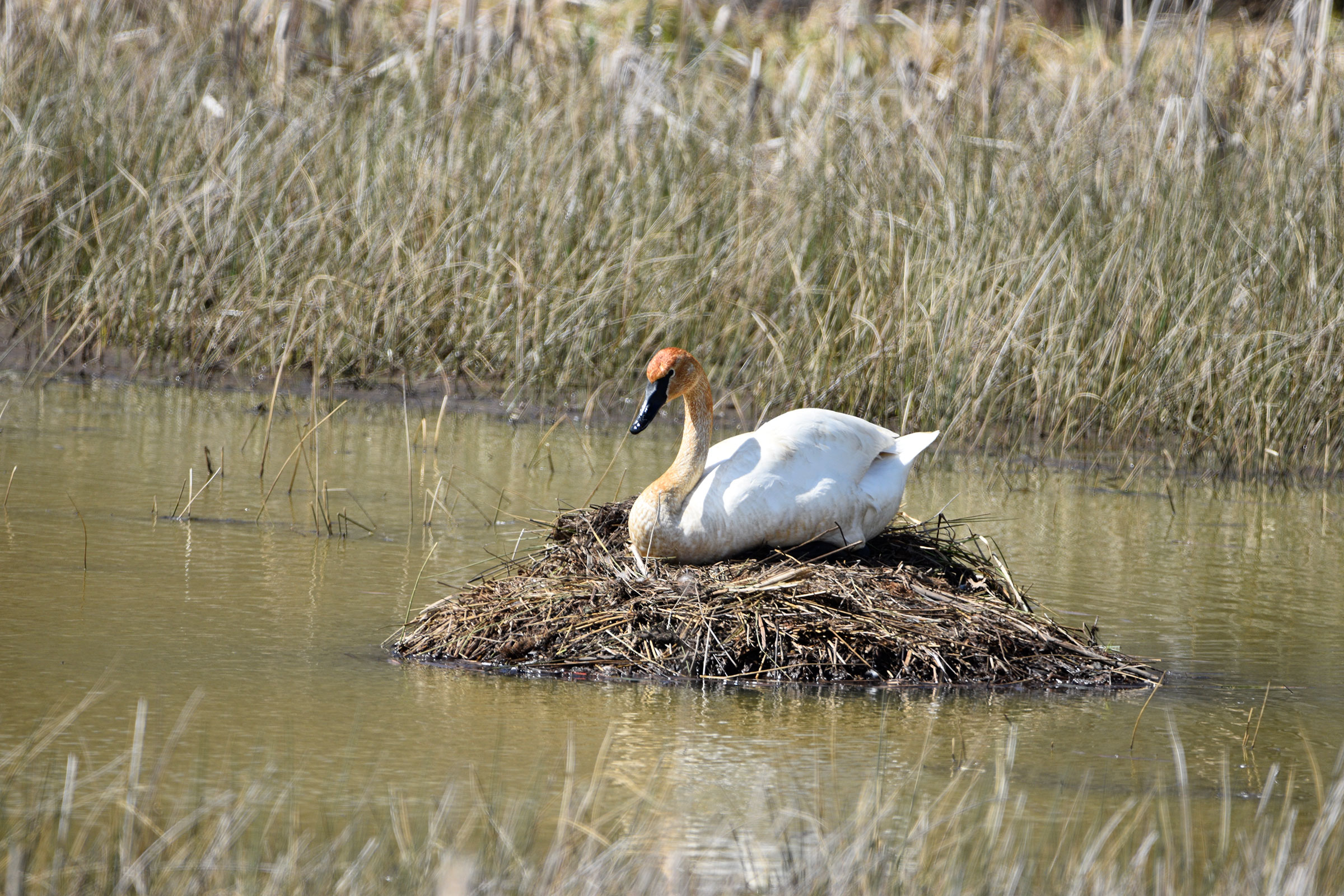 Trumpeter Swan - Adult on nest, photo by Vicki Chatel