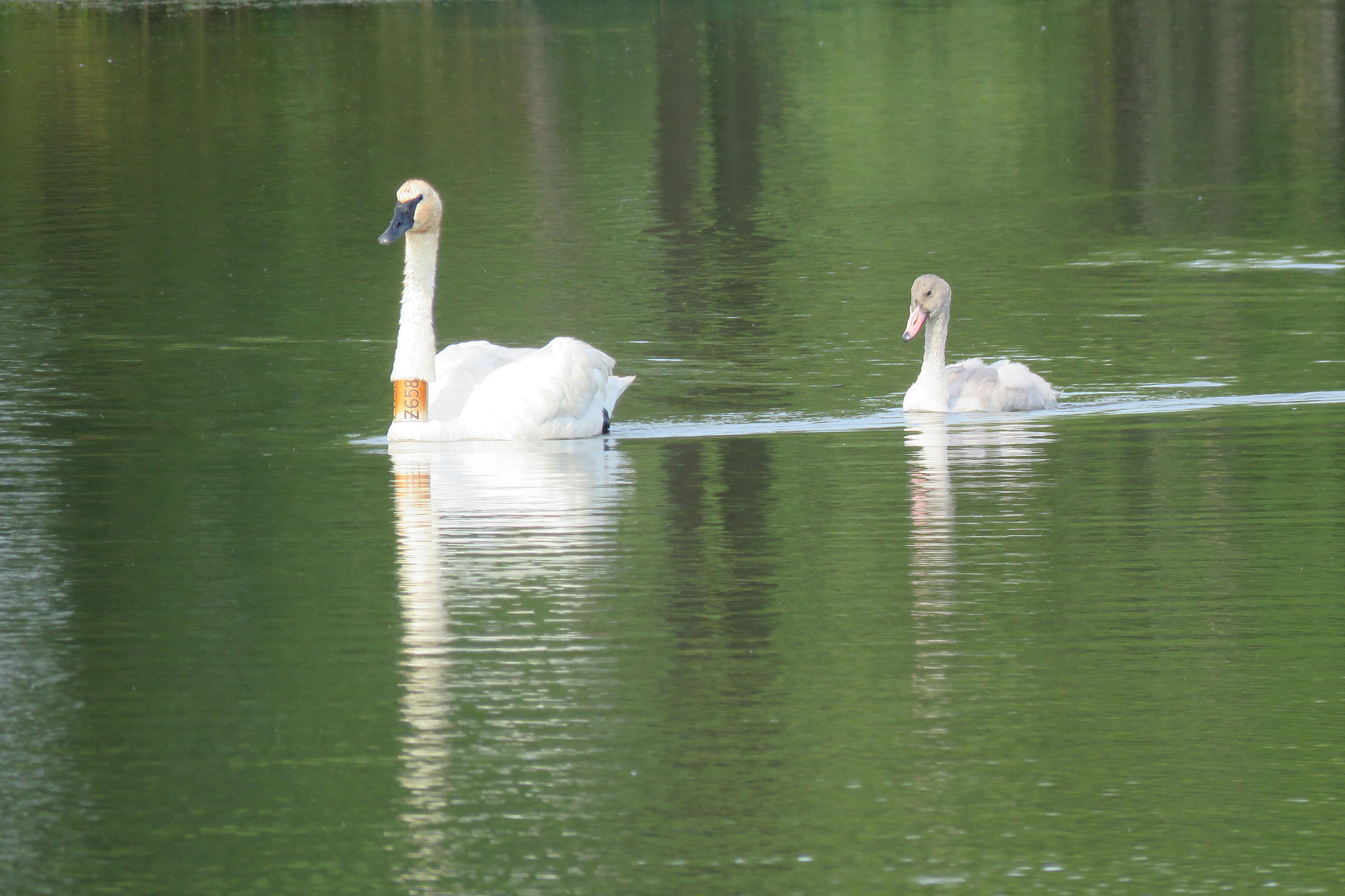 Trumpeter Swan - Adult with cygnet, photo by Linda Millington