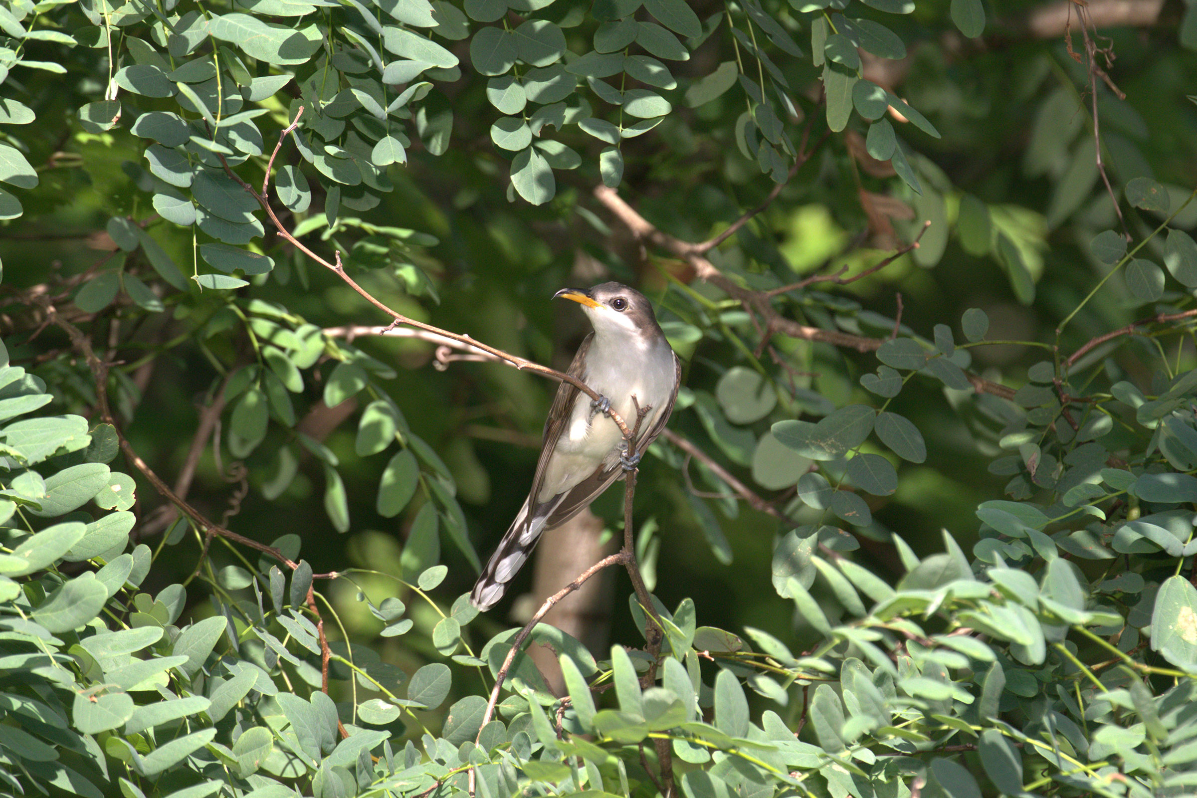Yellow-billed Cuckoo - Adult, photo by Nik Teichmann