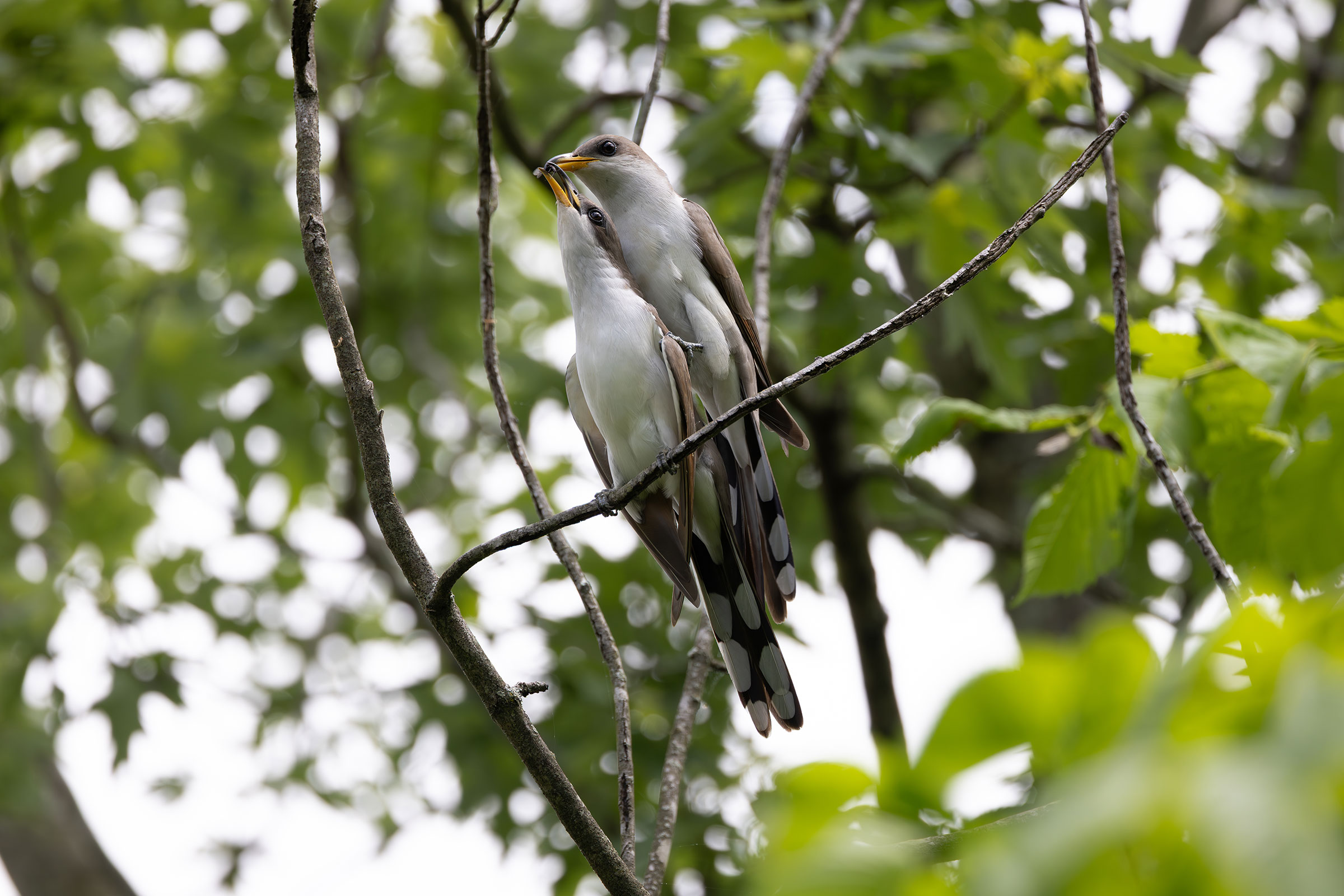 Yellow-billed Cuckoo - Courtship food gift, photo by Bryan Henson
