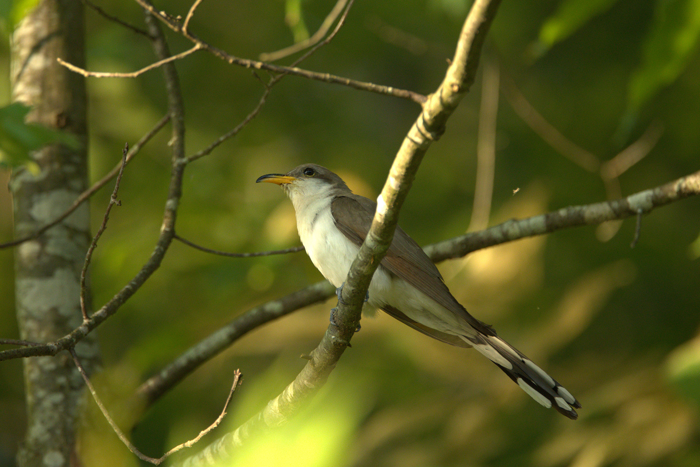 Yellow-billed Cuckoo - Adult, photo by Nik Teichmann