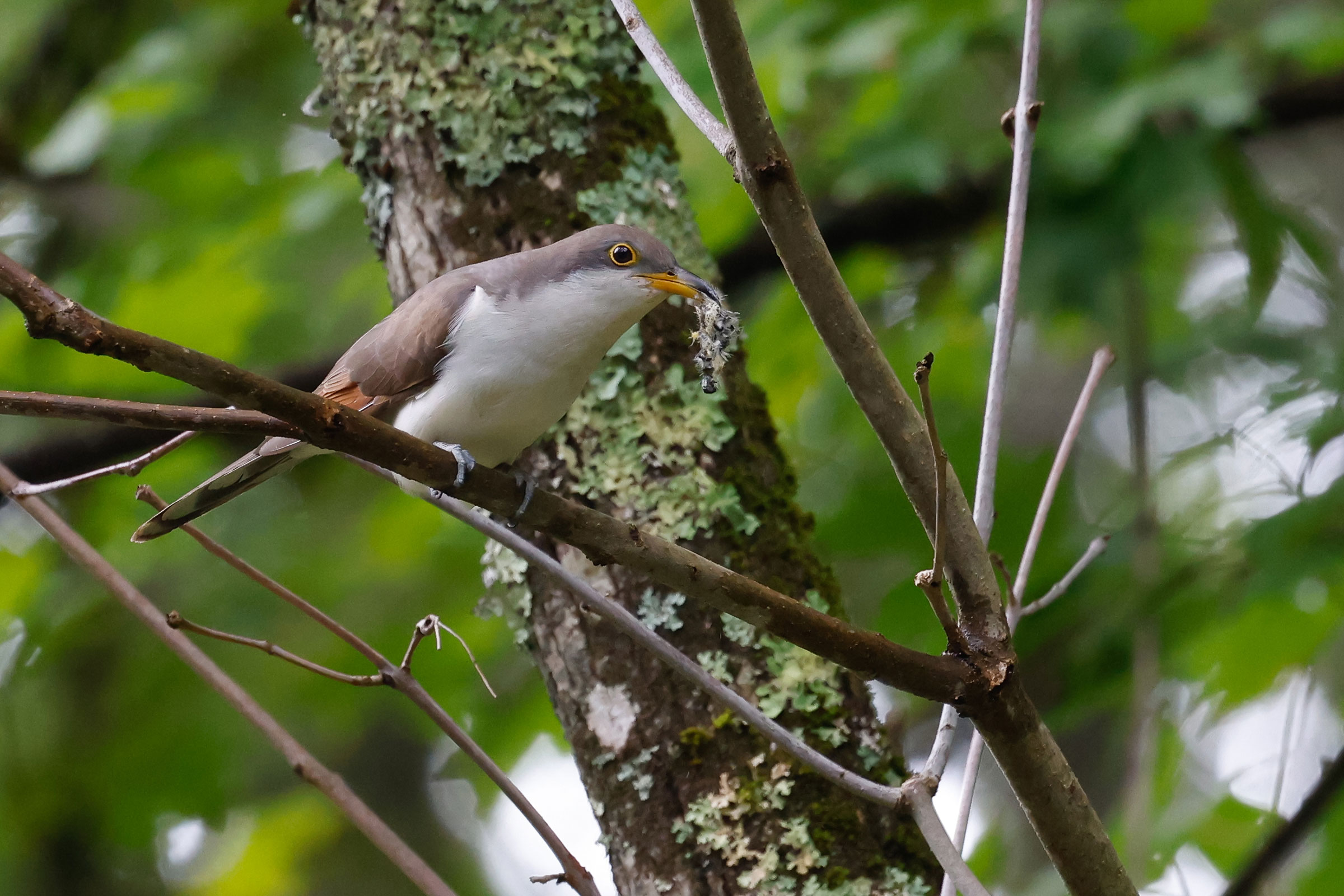 Yellow-billed Cuckoo - Adult carrying food, photo by Baxter Beamer
