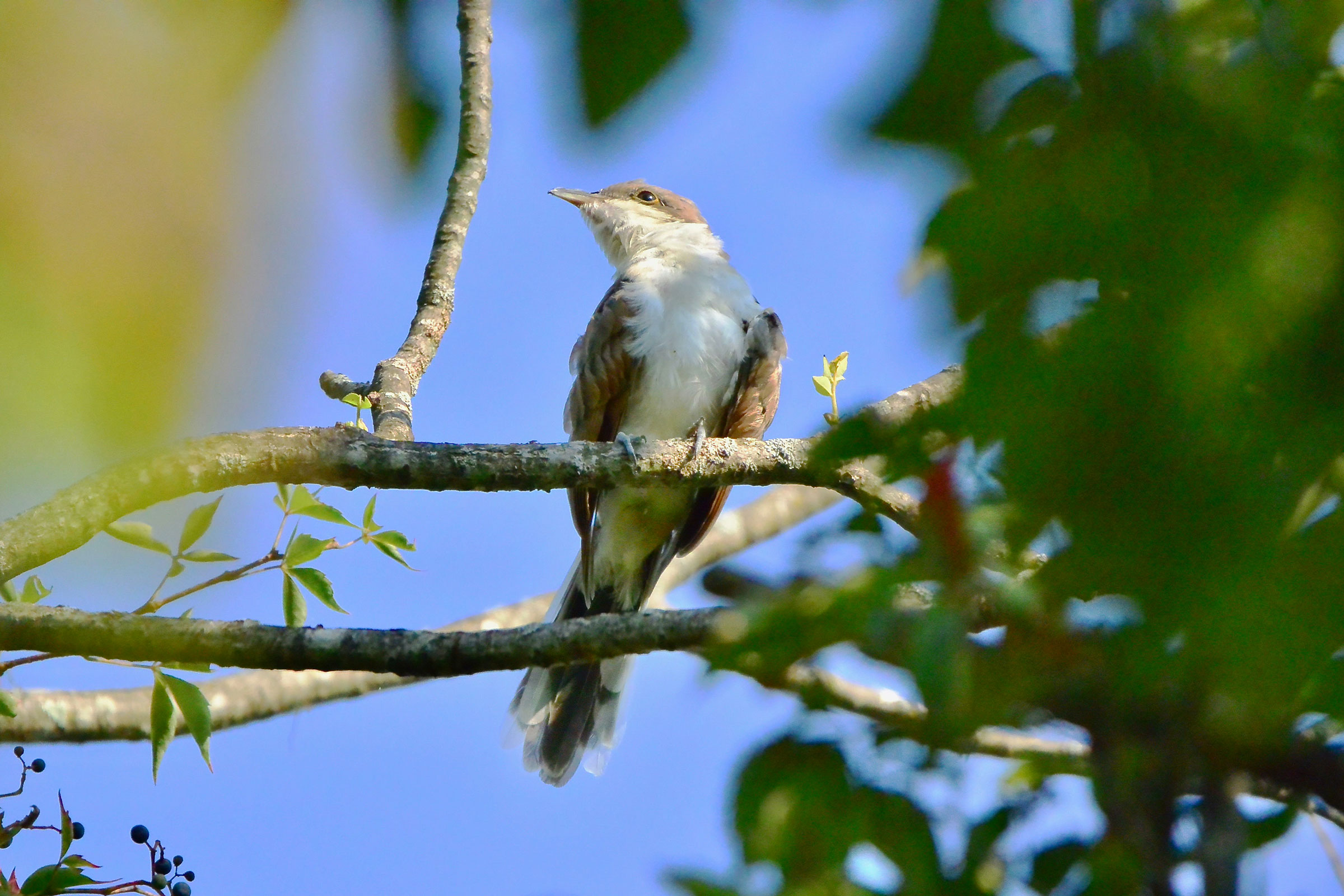 Yellow-billed Cuckoo - Immature, photo by Seth Honig