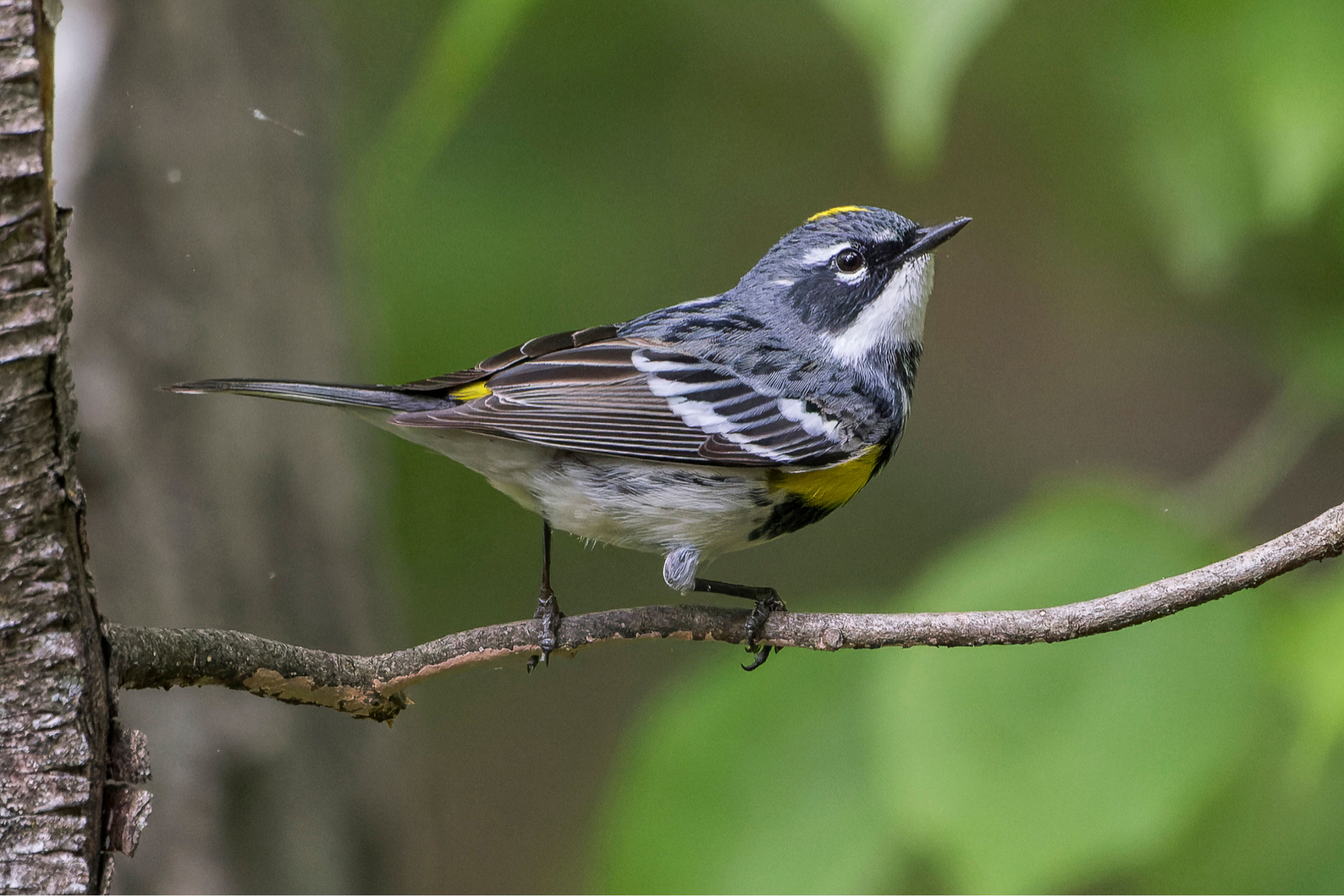 Yellow-rumped Warbler - Adult male, photo by Alan Phipps