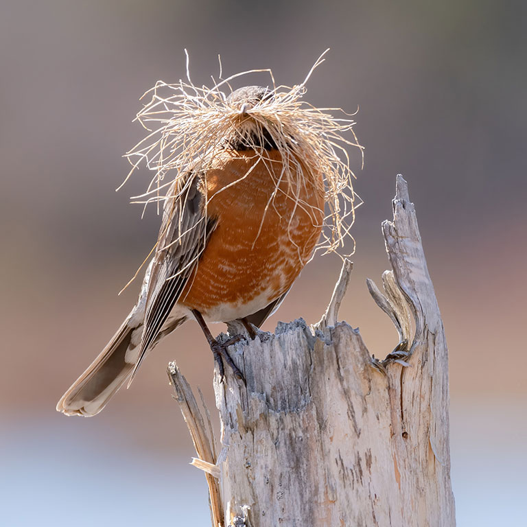 painted-bunting-vba American Robin - Confirmed, Carrying Nest Material (CN)