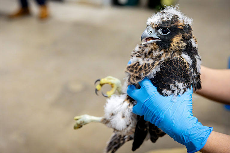painted-bunting-vba Virginia Department of Wildlife Resources is actively working to ensure the continued nesting success of Virginia’s Peregrine Falcons into the foreseeable future.