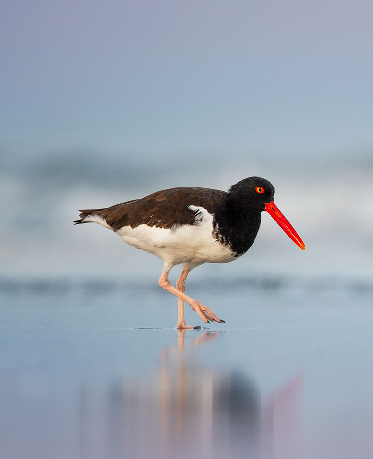 American oystercatcher