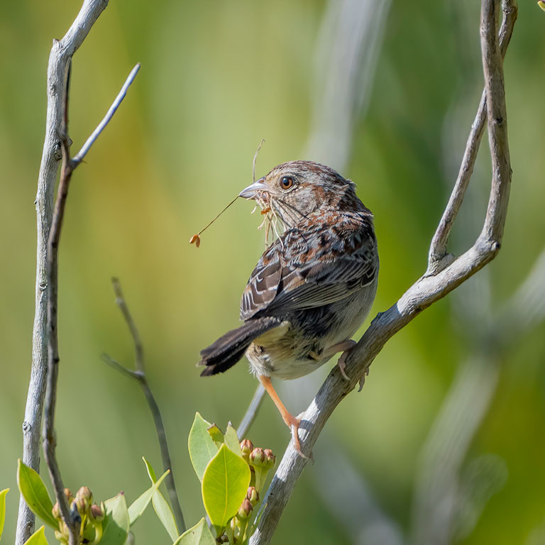 Bachman's Sparrow