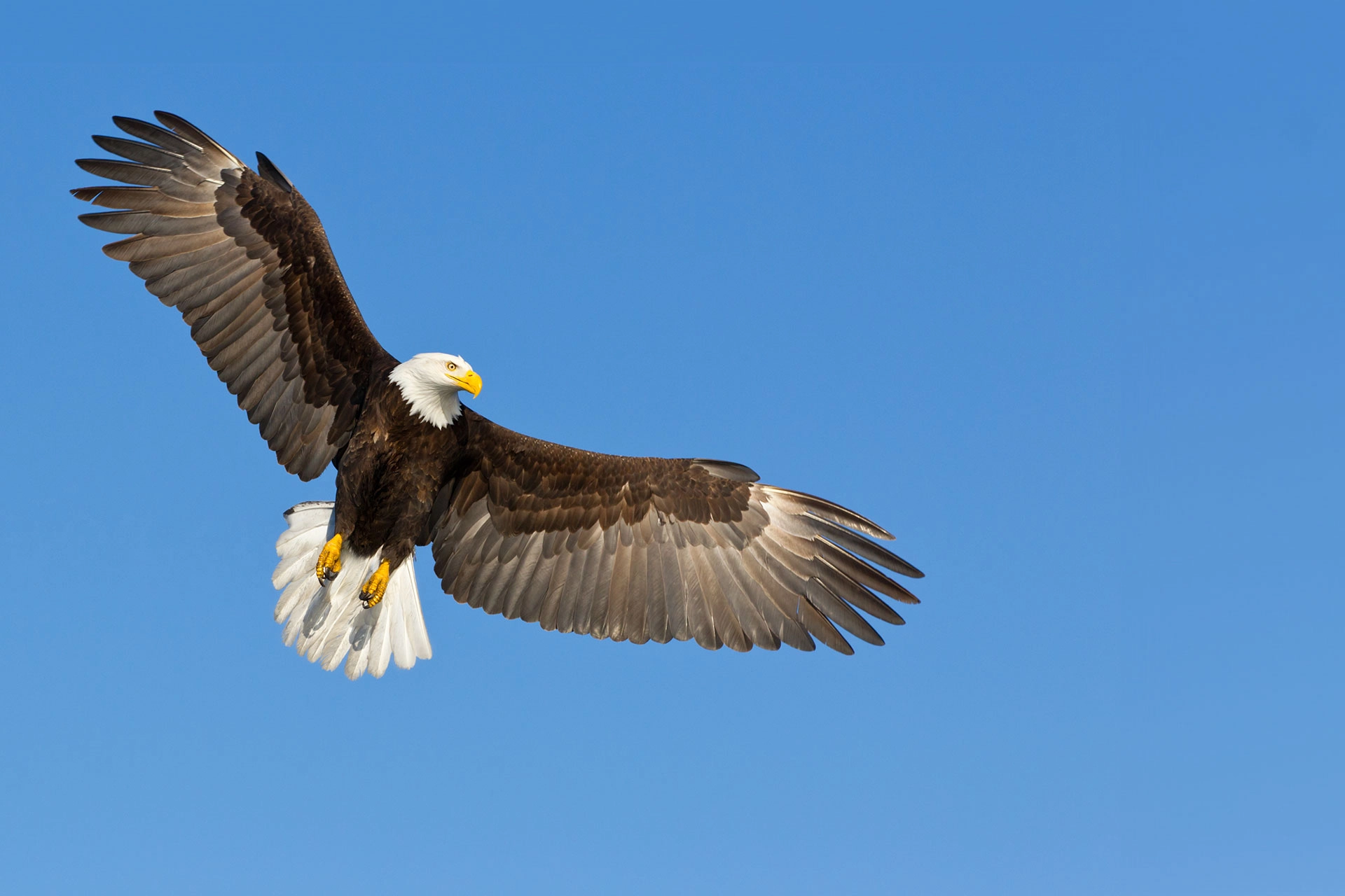 Bald Eagle in flight