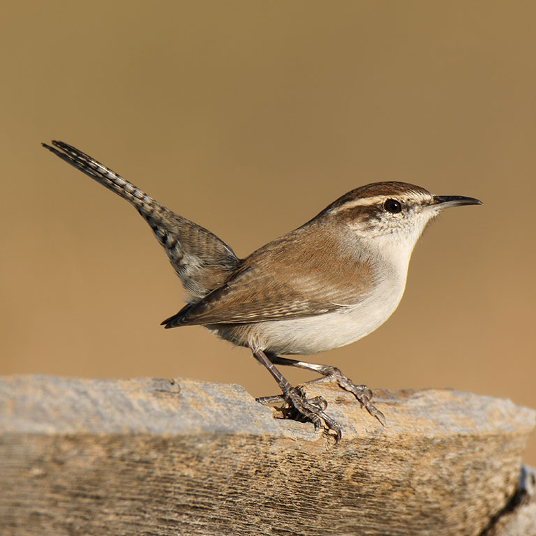 Bewick's Wren