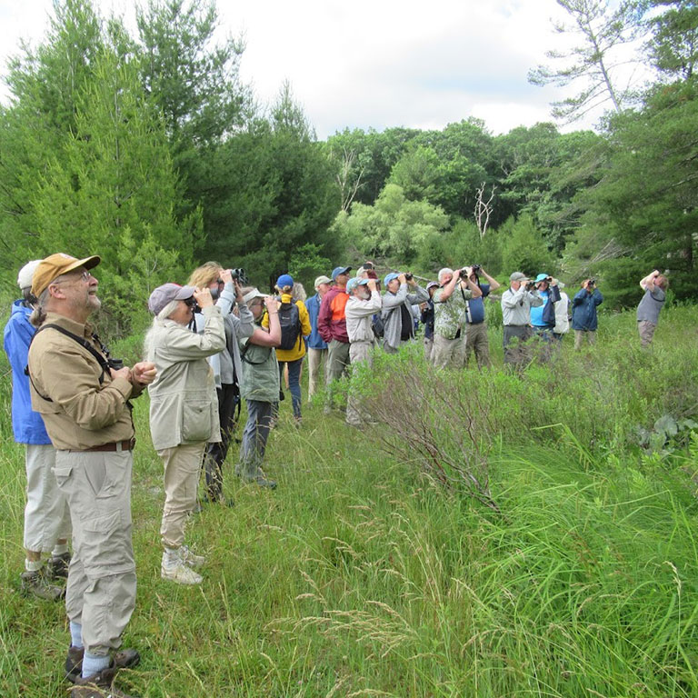 birding-in-virginia-4 Birding in Virginia