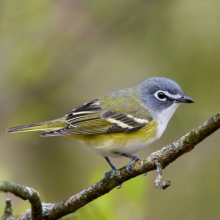 Blue-headed Vireo