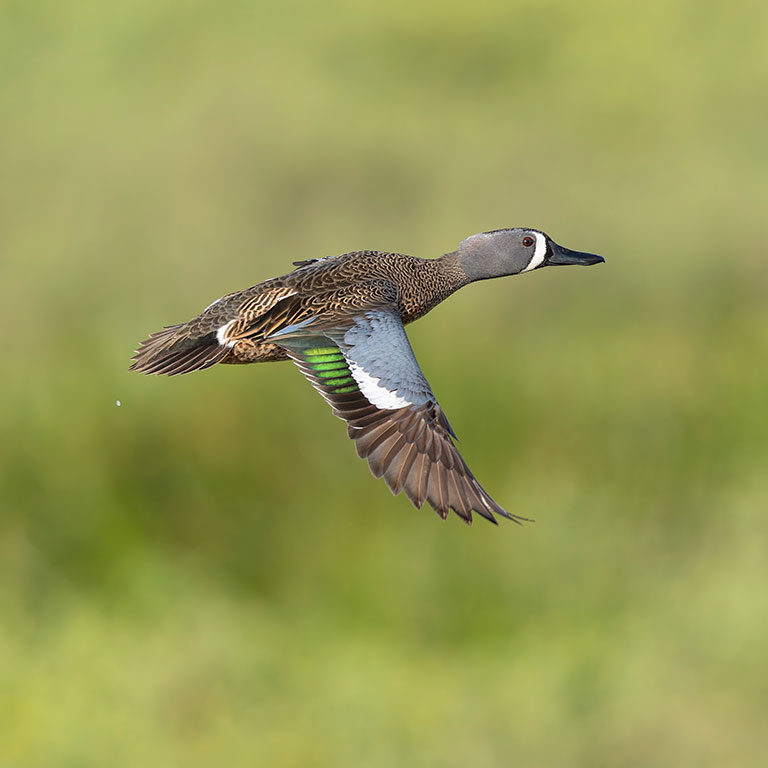 Blue-winged Teal