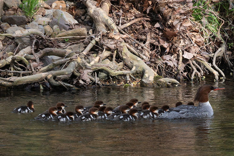 Common Merganser with chicks in a river, photo by Jim McLaughlin