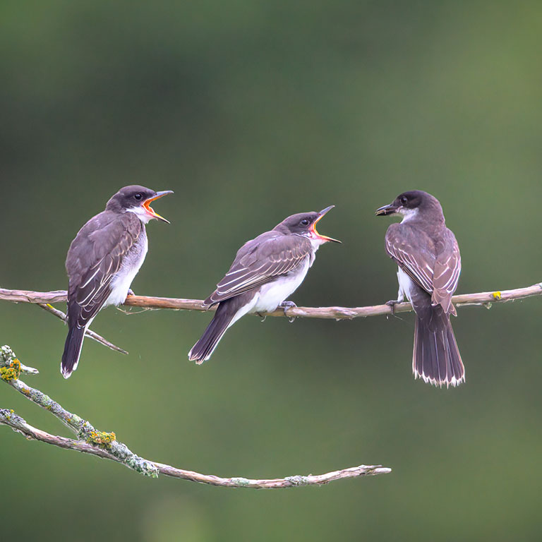 Eastern Kingbird feeding young
