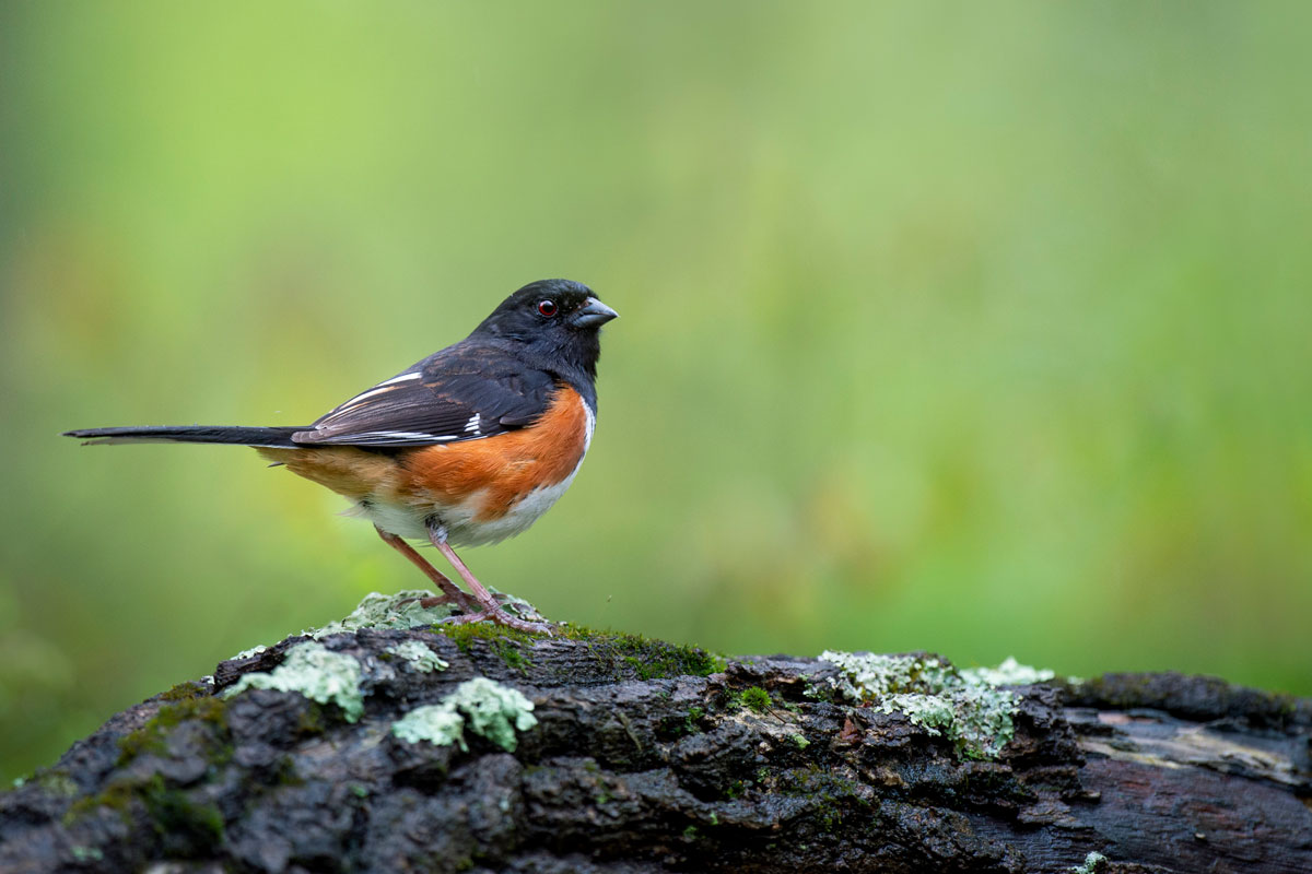 Eastern Towhee