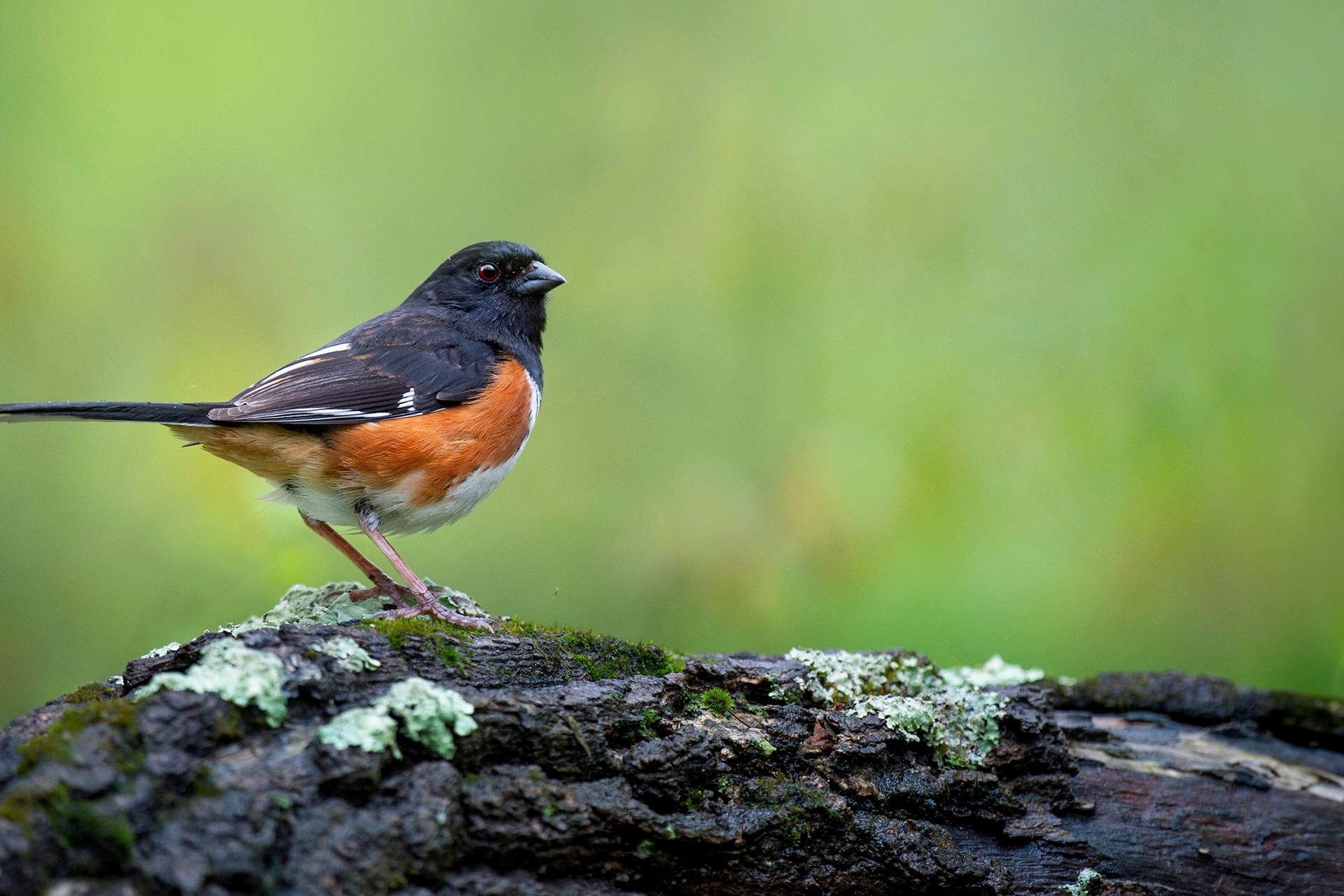 Eastern Towhee