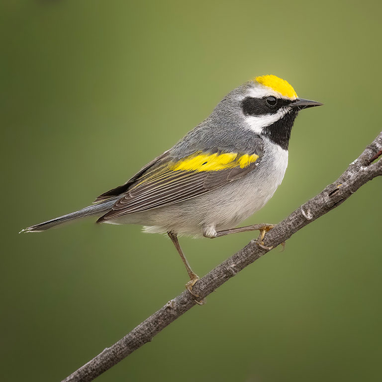 Golden-winged Warbler