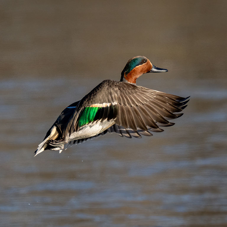 Green-winged Teal
