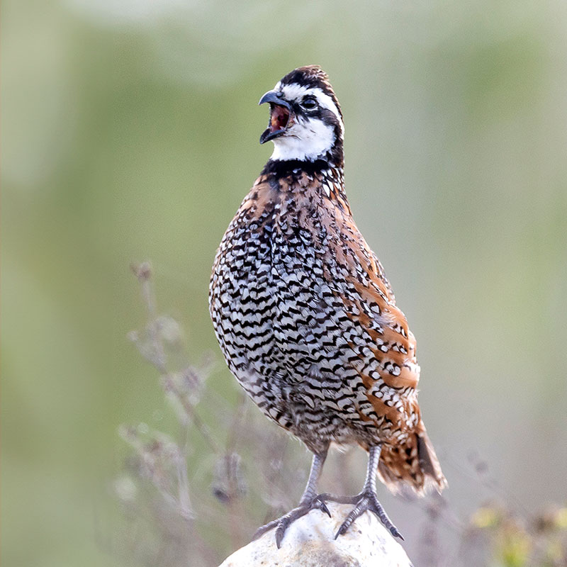 northern-bobwhite-vba Northern Bobwhite