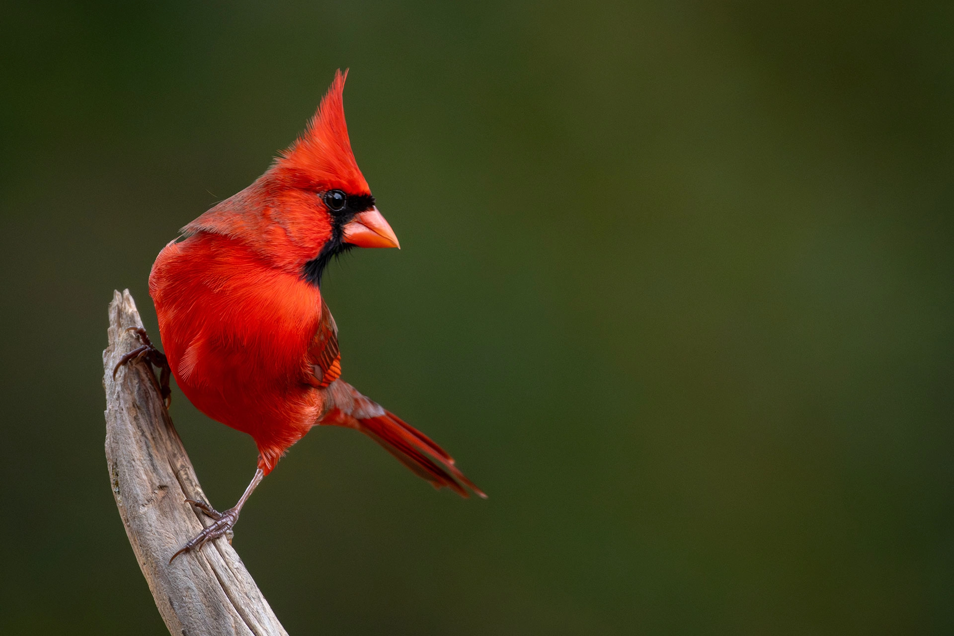 Northern Cardinal, State Bird of Virginia