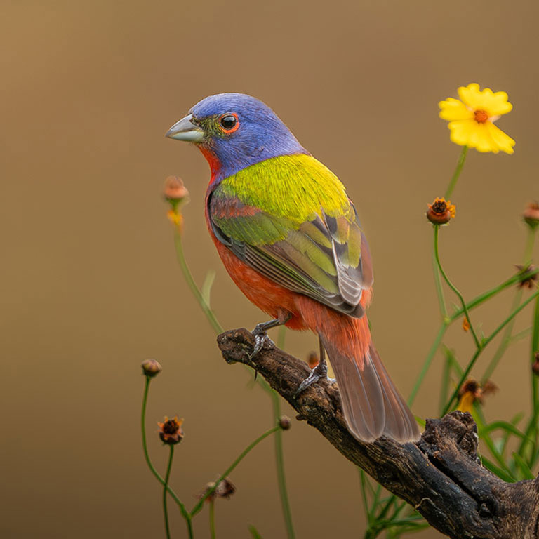 The late Edward “Ned” Brinkley documented the first breeding records of Painted Bunting in Virginia
