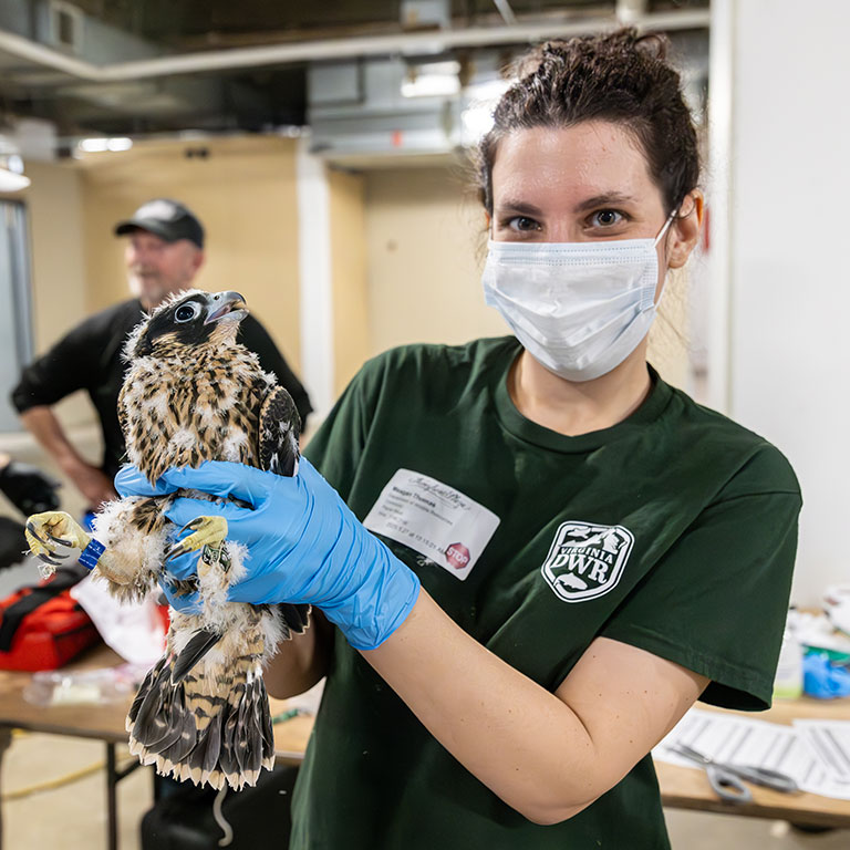 Peregrine Falcon banding Virginia DWR
