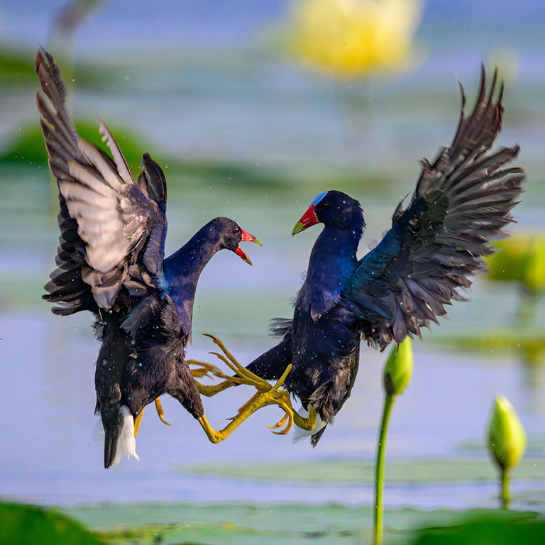 Purple Gallinule fighting