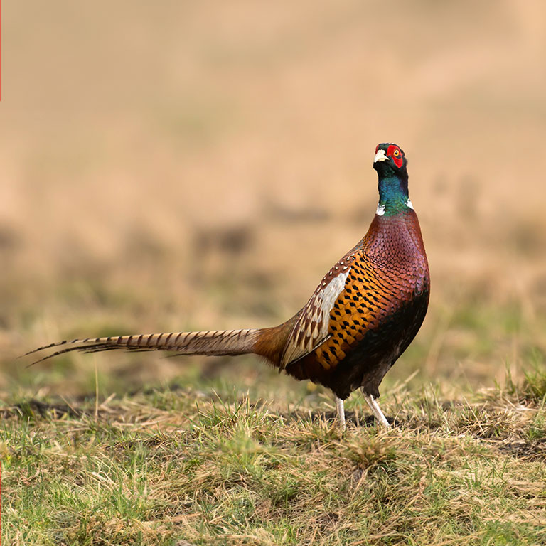 Ring-necked Pheasant