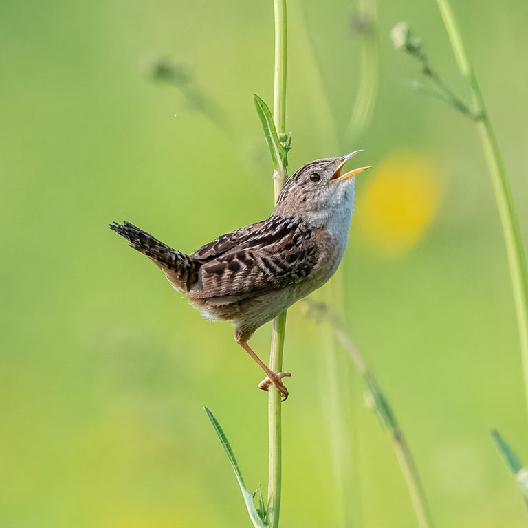 Sedge Wren