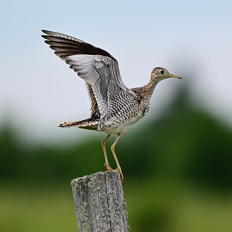 Upland Sandpiper