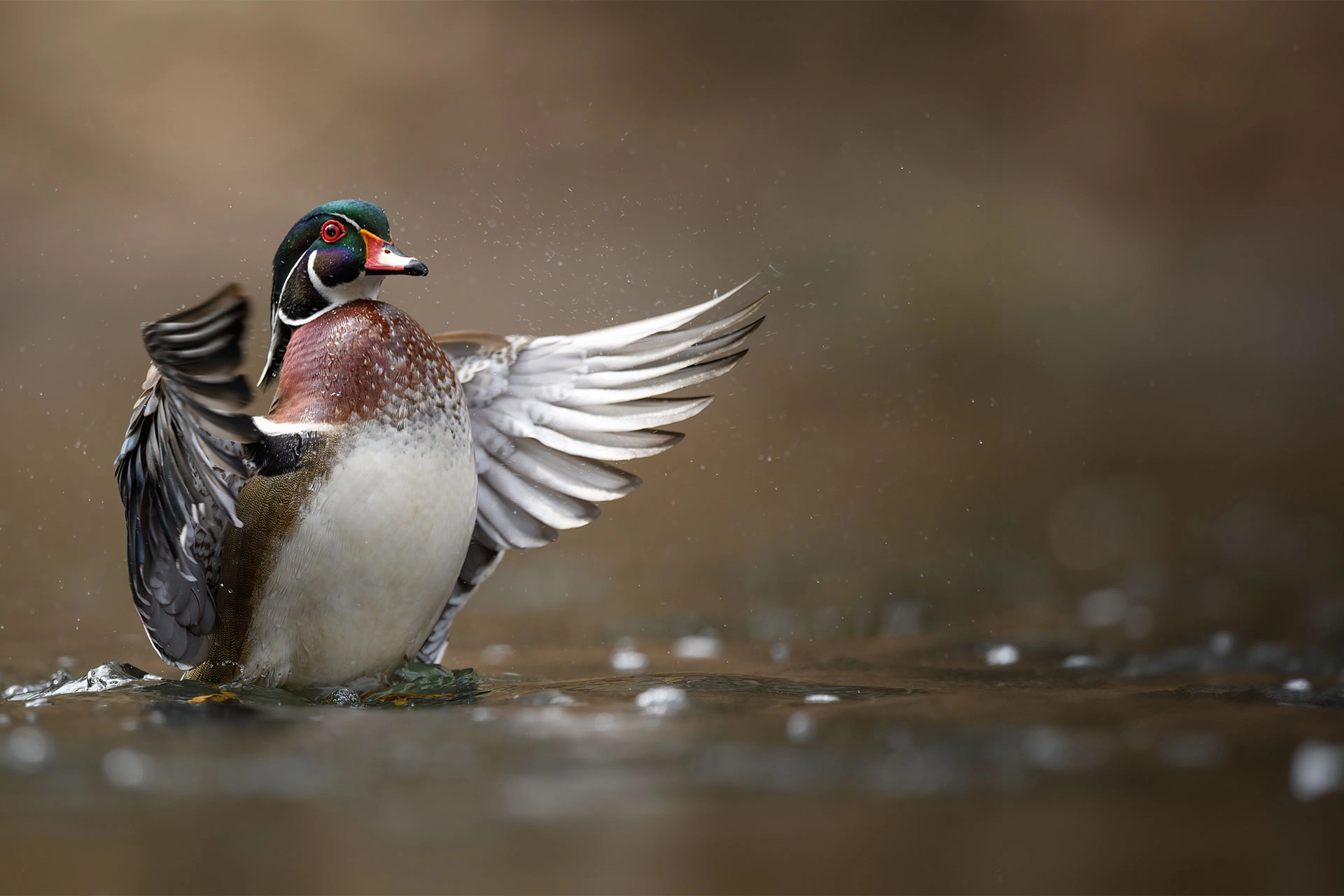Wood Duck spreading its wings
