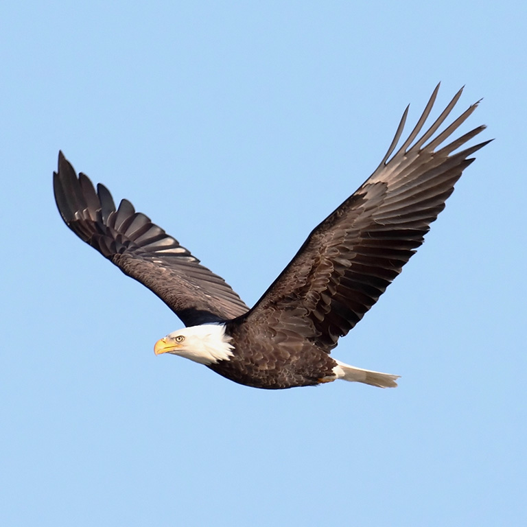 Bald Eagle