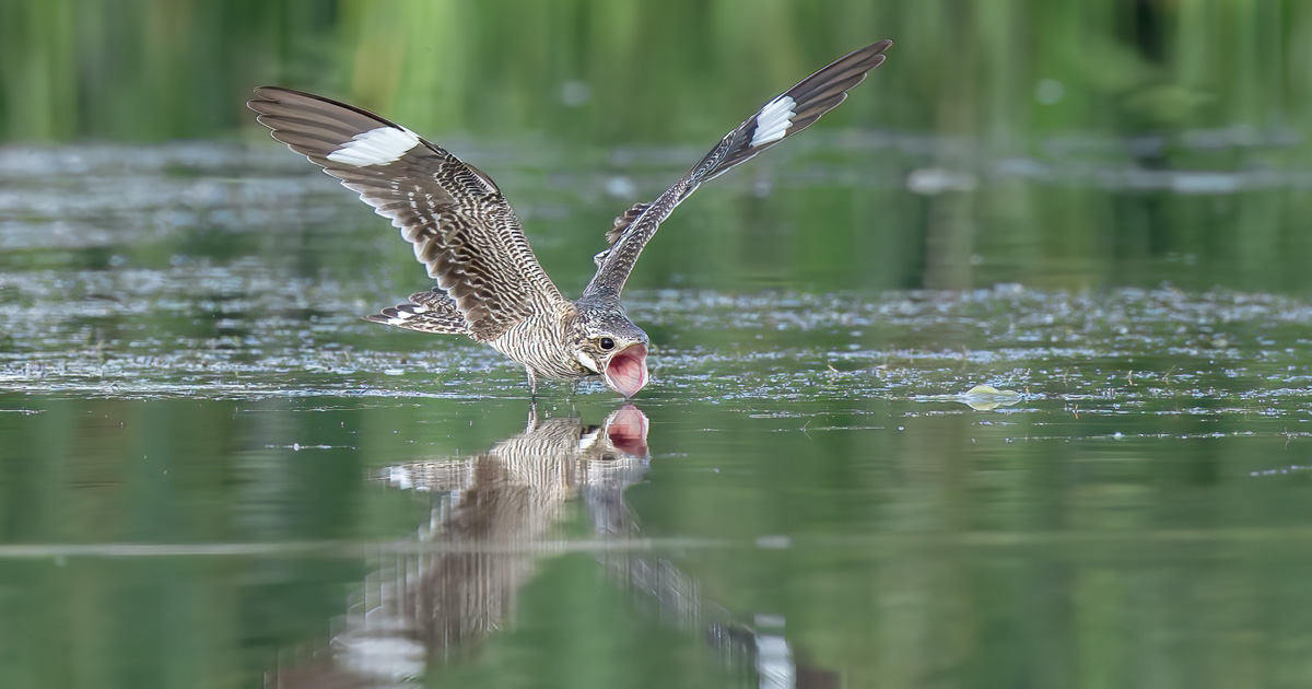 Common Nighthawk