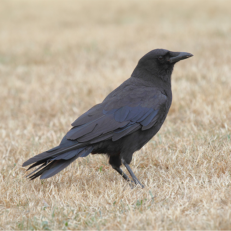 Common Raven