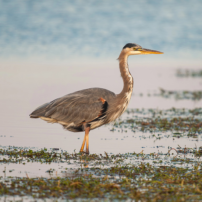 Great Blue Heron