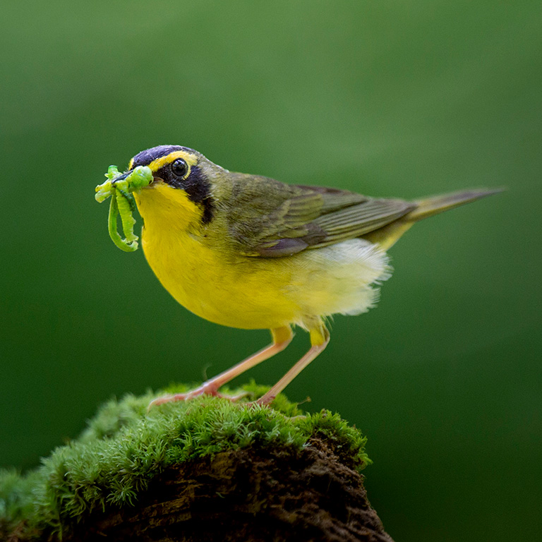 Kentucky Warbler