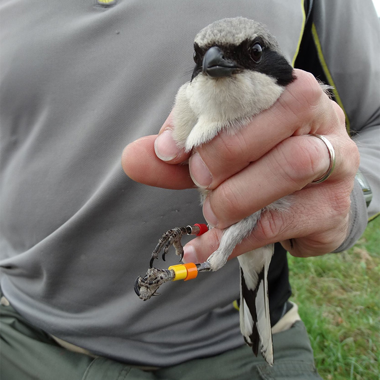 A banded Loggerhead Shrike in the hand of Sergio Harding