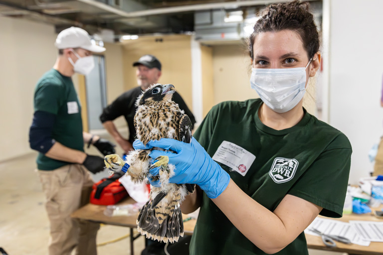 Peregrine Falcon banding