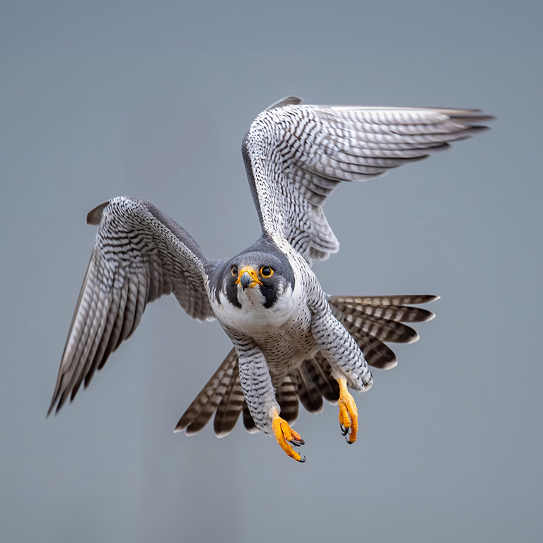 Peregrine Falcon