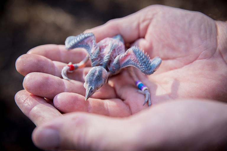 Red-cockaded Woodpecker banding